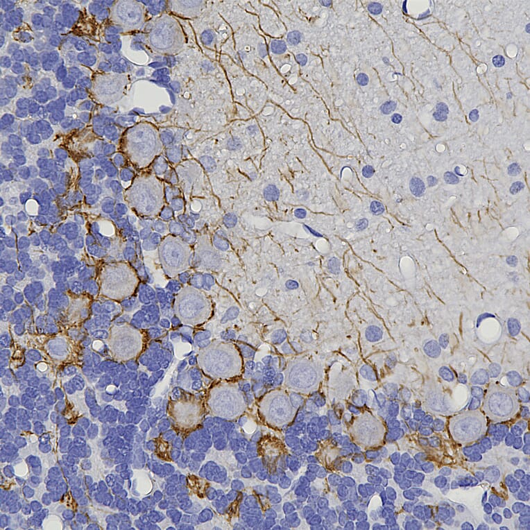 Immunohistochemistry - Anti-NF-M Antibody [3H11] (A85325) - Antibodies.com