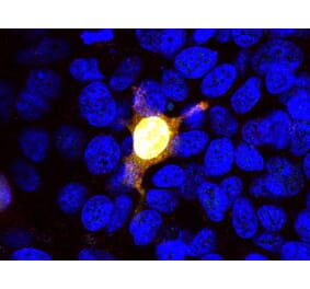 Immunofluorescence - Anti-Cas9 Antibody (A85327) - Antibodies.com