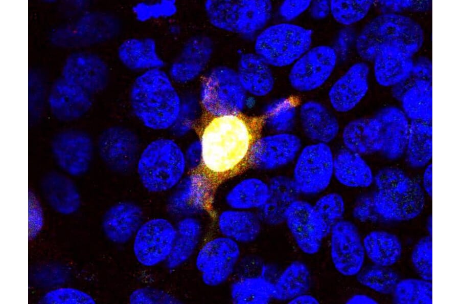 Immunofluorescence - Anti-CRISPR-Cas9 Antibody [3F9] (A85327) - Antibodies.com