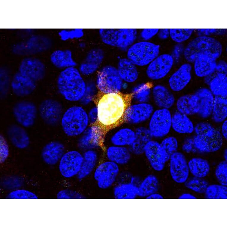 Immunofluorescence - Anti-CRISPR-Cas9 Antibody [3F9] (A85327) - Antibodies.com