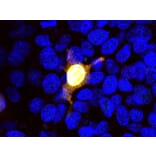 Immunofluorescence - Anti-CRISPR-Cas9 Antibody [3F9] (A85327) - Antibodies.com