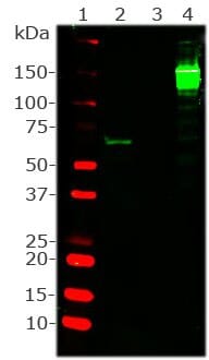 Western blot analysis of Anti-Cas9 from Streptococcus Pyogenes Antibody. Lane 1: Protein size marker with size in kiloDaltons. Lane 2: Blot of crude protein extract from HEK293 culture transfected with the Anti-Cas9 from Streptococcus Pyogenes Antibody immunogen, the N-terminal 1-608 amino acids. Lane 3: Non-transfected control HEK293 cell extract. Lane 4: Blot of 40 ng Streptococcus pyogenes Cas9 was probed with Anti-Cas9 from Streptococcus Pyogenes Antibody (1:1,000) and, as expected, the antibody also recognizes full length Cas9 protein at 160 kDa.