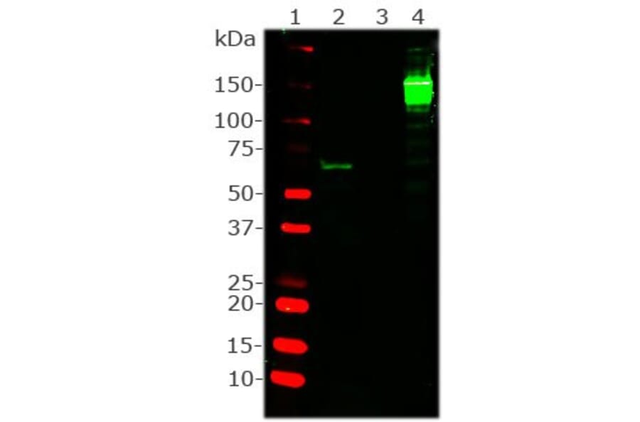 Western Blot - Anti-CRISPR-Cas9 Antibody [3F9] (A85327) - Antibodies.com