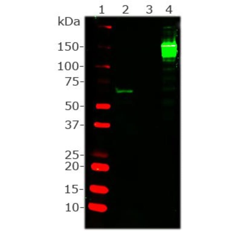 Western Blot - Anti-CRISPR-Cas9 Antibody [3F9] (A85327) - Antibodies.com