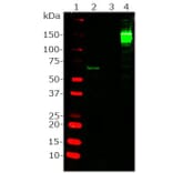 Western Blot - Anti-CRISPR-Cas9 Antibody [3F9] (A85327) - Antibodies.com