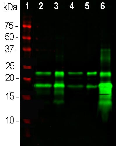 Anti-Myelin Basic Protein Antibody [7D2] (A85329) | Antibodies.com