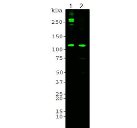 Western Blot - Anti-Complement C3 alpha chain Antibody [7C1] (A85333) - Antibodies.com