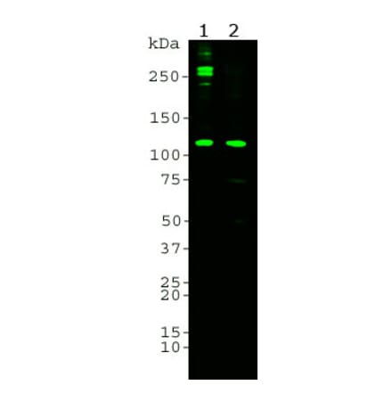 Western Blot - Anti-Complement C3 alpha chain Antibody [7C1] (A85333) - Antibodies.com