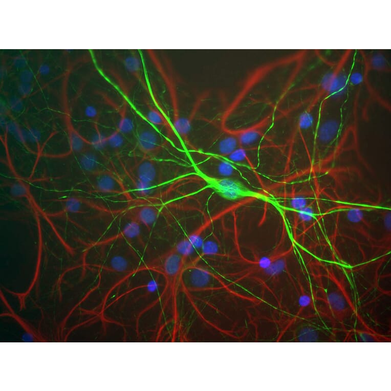 Immunofluorescence - Anti-NF-H Antibody (A85335) - Antibodies.com