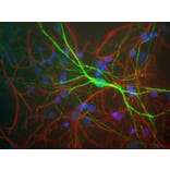 Immunofluorescence - Anti-NF-H Antibody (A85335) - Antibodies.com