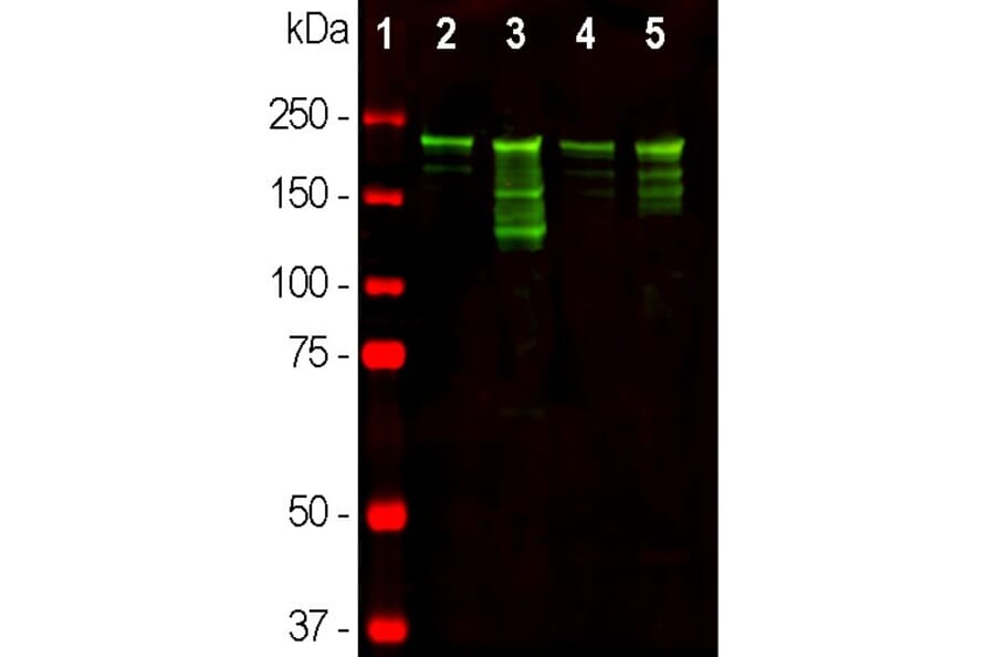 Western Blot - Anti-NF-H Antibody (A85336) - Antibodies.com