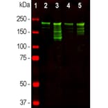 Western Blot - Anti-NF-H Antibody (A85336) - Antibodies.com