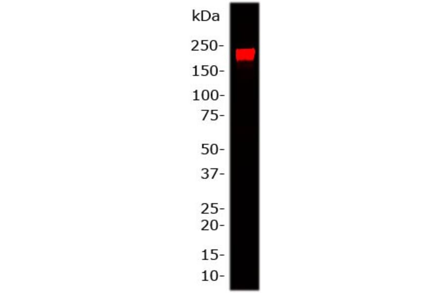 Western Blot - Anti-NF-H Antibody (A85336) - Antibodies.com