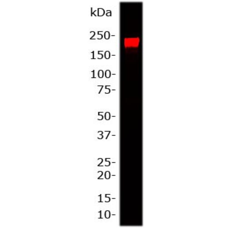 Western Blot - Anti-NF-H Antibody (A85336) - Antibodies.com