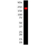 Western Blot - Anti-NF-H Antibody (A85336) - Antibodies.com