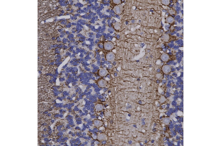 Immunohistochemistry - Anti-NF-H Antibody (A85336) - Antibodies.com