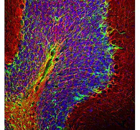 Immunofluorescence - Anti-NF-H Antibody (A85337) - Antibodies.com