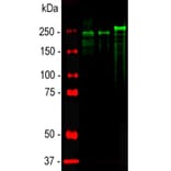 Western Blot - Anti-NF-H Antibody (A85337) - Antibodies.com
