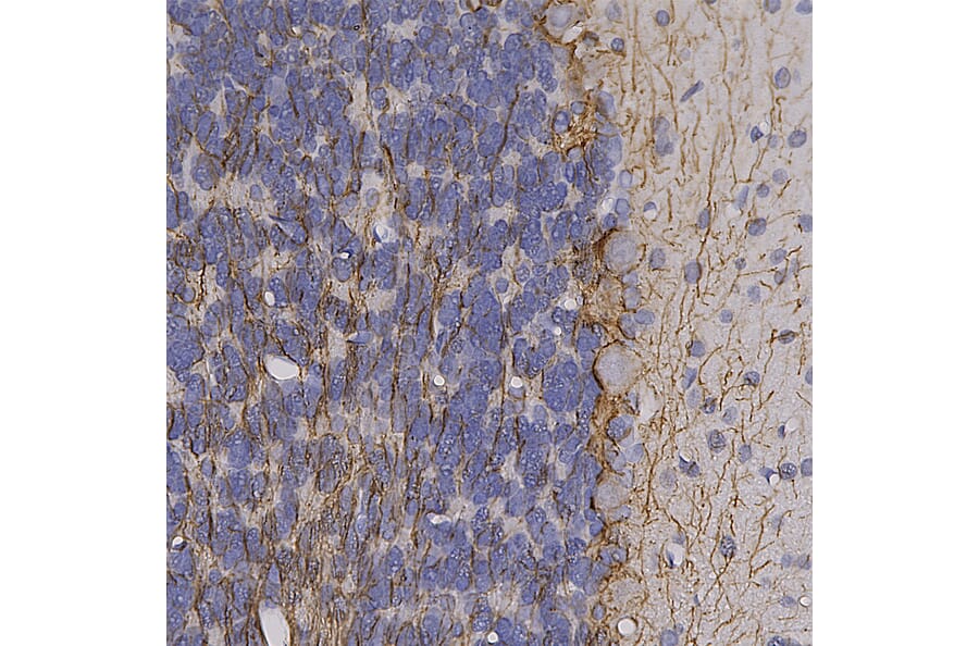 Immunohistochemistry - Anti-NF-H Antibody (A85337) - Antibodies.com