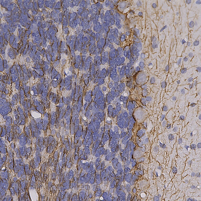 Immunohistochemistry - Anti-NF-H Antibody (A85337) - Antibodies.com