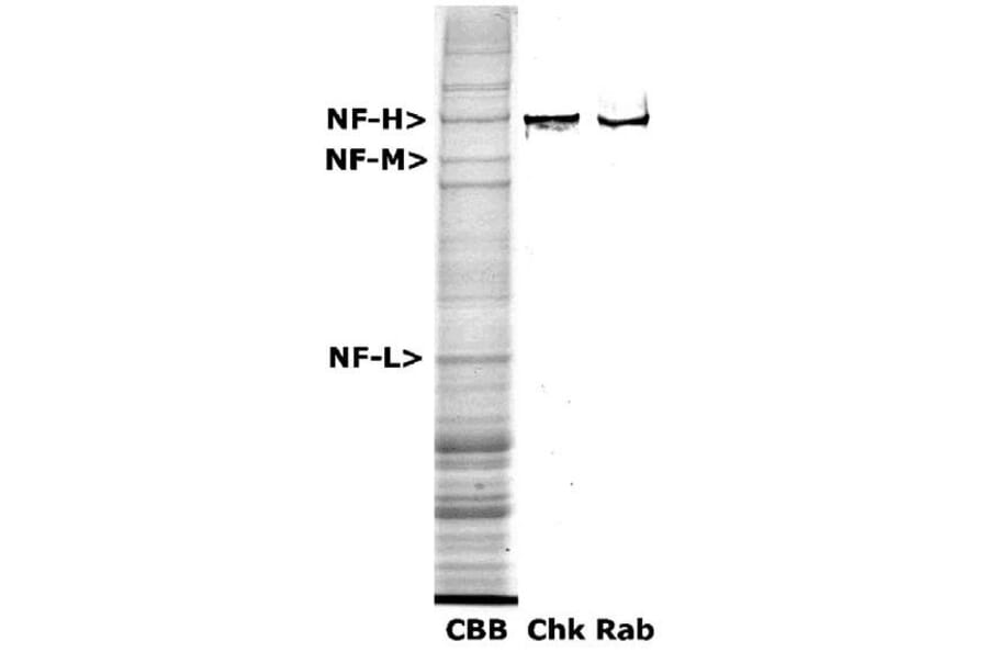 Western Blot - Anti-NF-H Antibody (A85337) - Antibodies.com