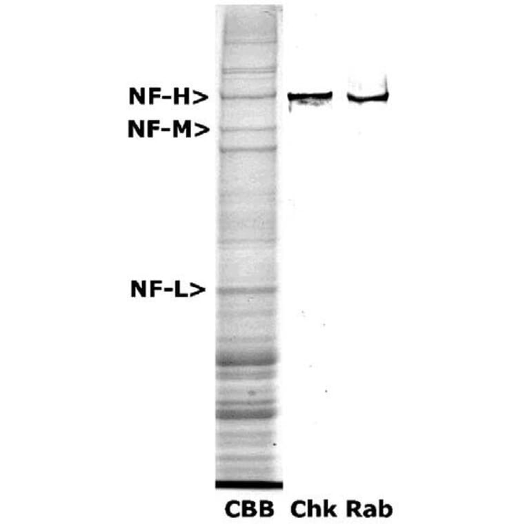 Western Blot - Anti-NF-H Antibody (A85337) - Antibodies.com
