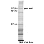 Western Blot - Anti-NF-H Antibody (A85337) - Antibodies.com