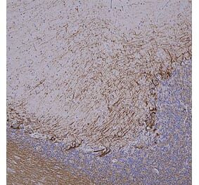 Immunohistochemistry - Anti-NF-H Antibody [NAP4] (A85339) - Antibodies.com