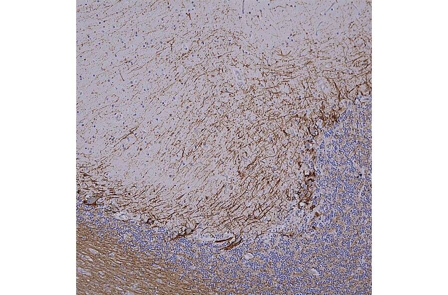 Immunohistochemistry - Anti-NF-H Antibody [NAP4] (A85339) - Antibodies.com