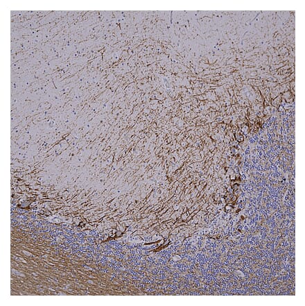 Immunohistochemistry - Anti-NF-H Antibody [NAP4] (A85339) - Antibodies.com