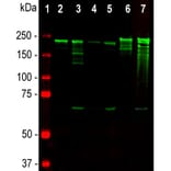 Western Blot - Anti-NF-H Antibody [NAP4] (A85339) - Antibodies.com