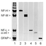 Western Blot - Anti-NF-H Antibody [NAP4] (A85339) - Antibodies.com