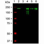 Western Blot - Anti-NF-H Antibody [AH1] (A85340) - Antibodies.com