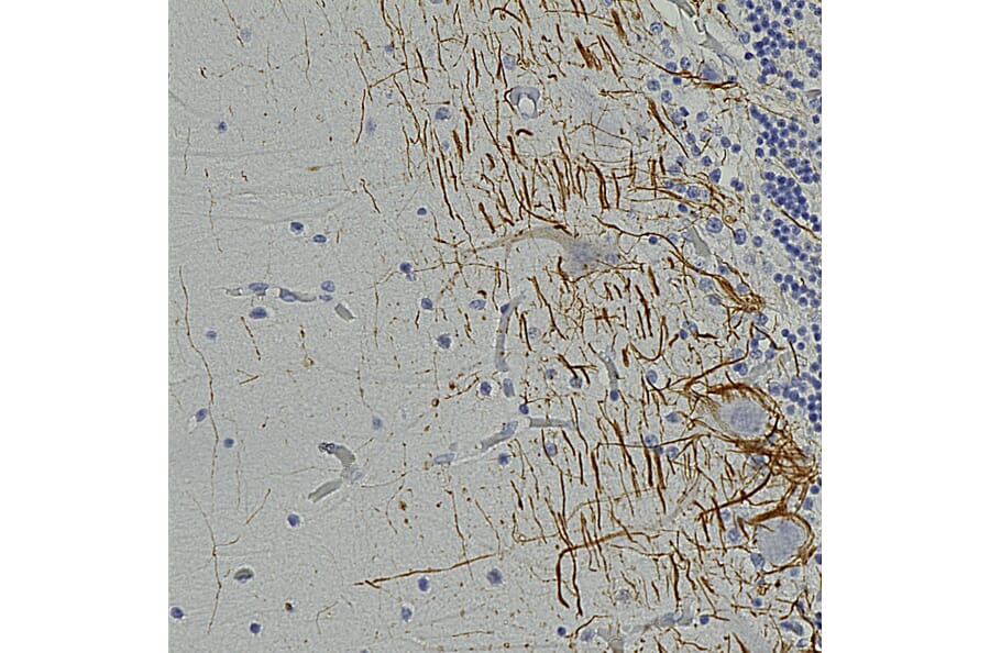 Immunohistochemistry - Anti-NF-H Antibody [AH1] (A85340) - Antibodies.com