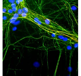 Immunofluorescence - Anti-NF-H Antibody [9B12] (A85341) - Antibodies.com