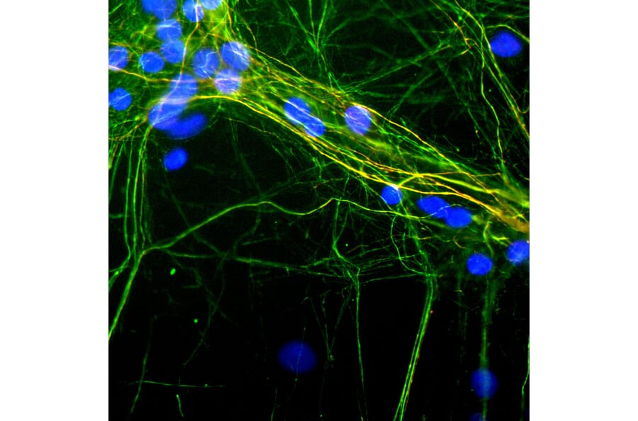 Immunofluorescence - Anti-NF-H Antibody [9B12] (A85341) - Antibodies.com