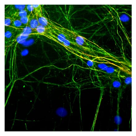 Immunofluorescence - Anti-NF-H Antibody [9B12] (A85341) - Antibodies.com