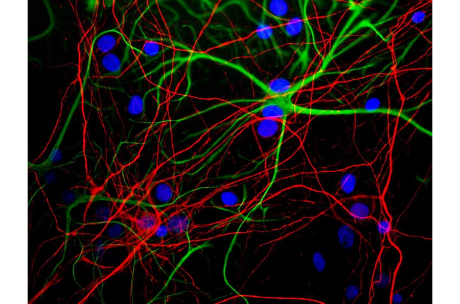 Immunofluorescence - Anti-NF-H Antibody [9B12] (A85341) - Antibodies.com