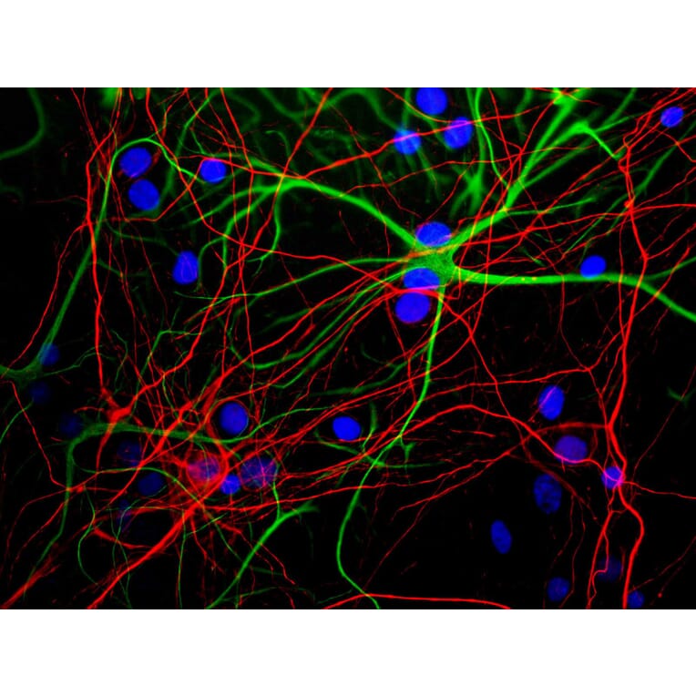 Immunofluorescence - Anti-NF-H Antibody [9B12] (A85341) - Antibodies.com