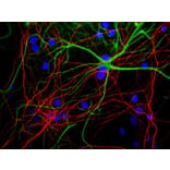 Immunofluorescence - Anti-NF-H Antibody [9B12] (A85341) - Antibodies.com