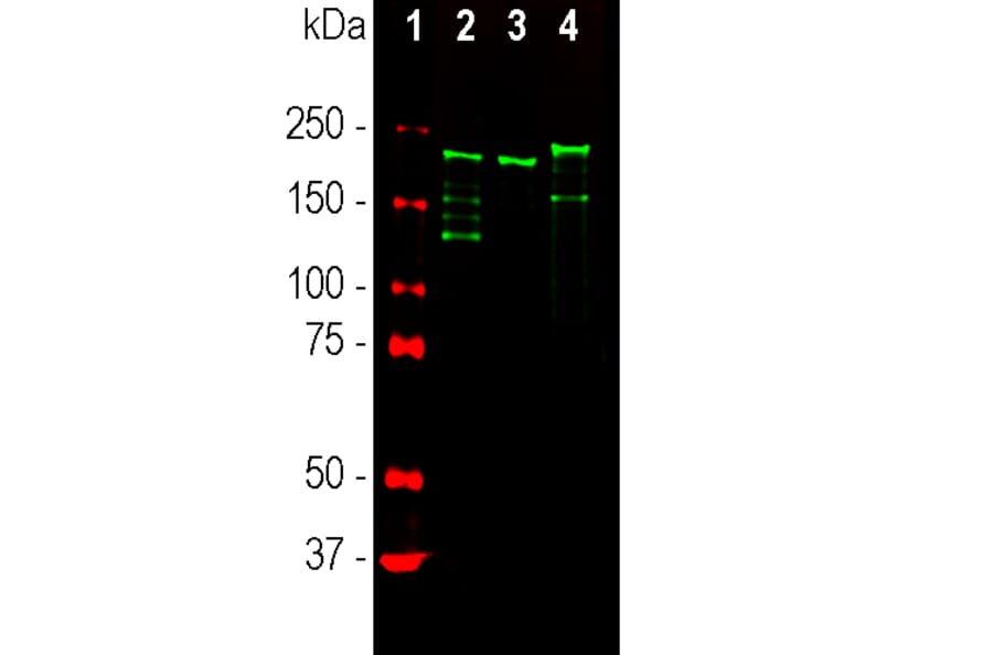 Western Blot - Anti-NF-H Antibody [9B12] (A85341) - Antibodies.com