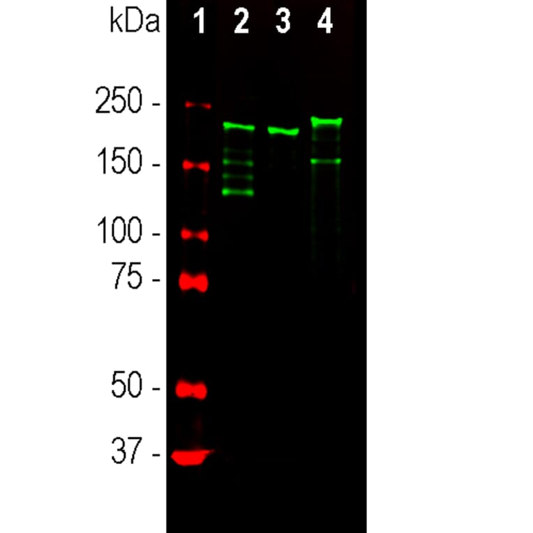 Western Blot - Anti-NF-H Antibody [9B12] (A85341) - Antibodies.com