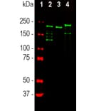 Western Blot - Anti-NF-H Antibody [9B12] (A85341) - Antibodies.com