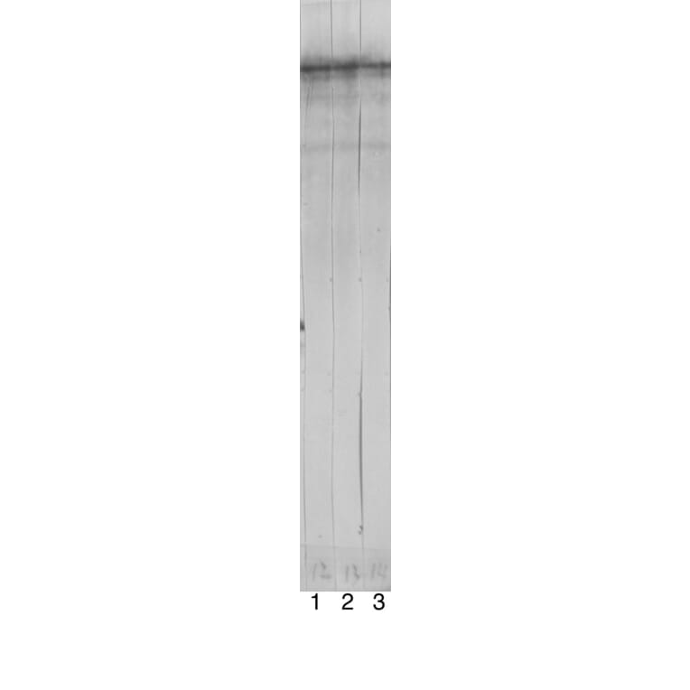 Western Blot - Anti-NF-H Antibody [9B12] (A85341) - Antibodies.com