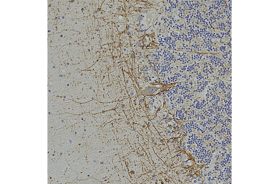 Immunohistochemistry - Anti-NF-H Antibody [9B12] (A85341) - Antibodies.com