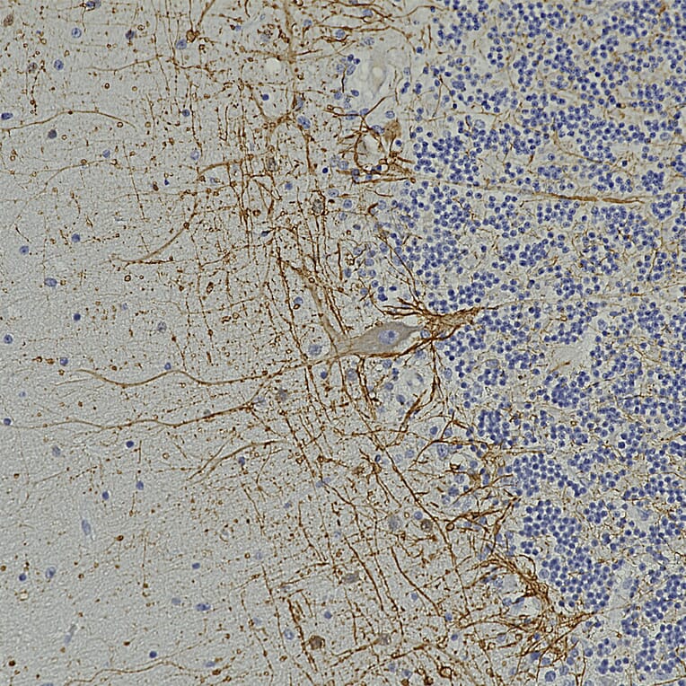 Immunohistochemistry - Anti-NF-H Antibody [9B12] (A85341) - Antibodies.com