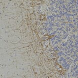Immunohistochemistry - Anti-NF-H Antibody [9B12] (A85341) - Antibodies.com