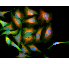 Immunofluorescence - Anti-DJ1 Antibody (A85343) - Antibodies.com