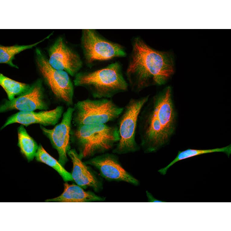 Immunofluorescence - Anti-DJ1 Antibody (A85343) - Antibodies.com