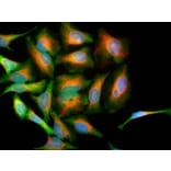 Immunofluorescence - Anti-DJ1 Antibody (A85343) - Antibodies.com